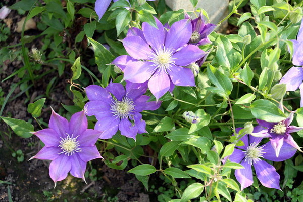 2015玫瑰花展：台北旅遊～士林官邸＊玫瑰花展（展期：2015/04/01~12）