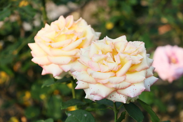 2015玫瑰花展：台北旅遊～士林官邸＊玫瑰花展（展期：2015/04/01~12）