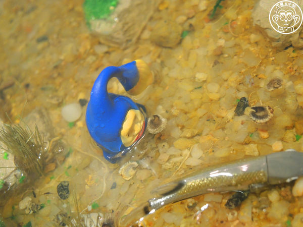 醜比頭的祕密花園：呷飽祙【台北大安･醜比頭的祕密花園】首間醜比頭主題餐廳盛大營運