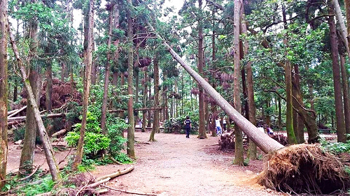 陽明山竹子湖黑森林:【台北景點】婚紗秘境~陽明山竹子湖黑森林