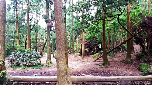 陽明山竹子湖黑森林：【台北景點】婚紗秘境~陽明山竹子湖黑森林