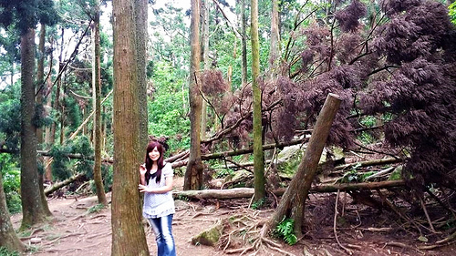 陽明山竹子湖黑森林：【台北景點】婚紗秘境~陽明山竹子湖黑森林