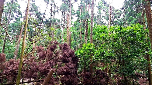 陽明山竹子湖黑森林:【台北景點】婚紗秘境~陽明山竹子湖黑森林