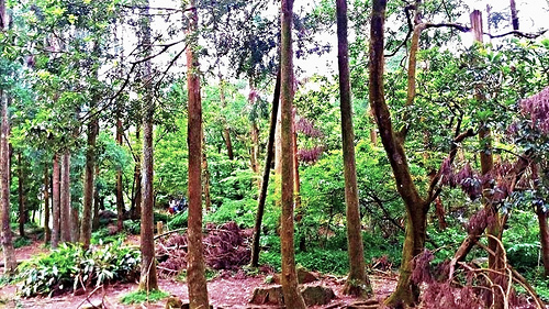 陽明山竹子湖黑森林:【台北景點】婚紗秘境~陽明山竹子湖黑森林