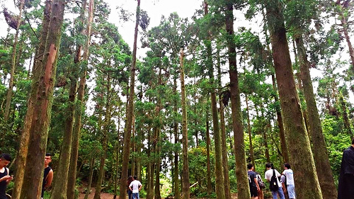 陽明山竹子湖黑森林:【台北景點】婚紗秘境~陽明山竹子湖黑森林