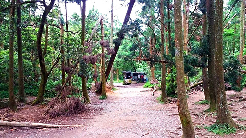 陽明山竹子湖黑森林:【台北景點】婚紗秘境~陽明山竹子湖黑森林