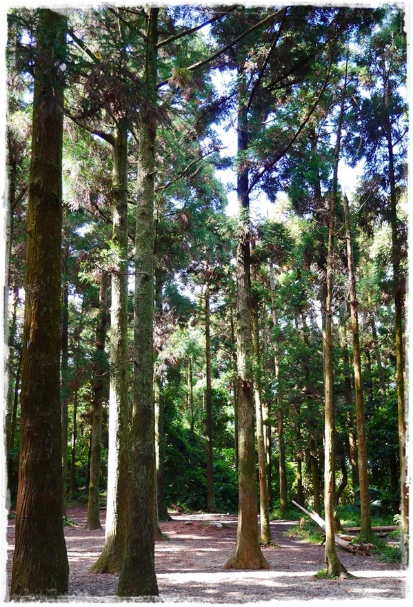 陽明山竹子湖黑森林:【台北◍•ᴗ•◍陽明山】景點・竹子湖黑森林祕境✯婚紗拍攝景點|連「奇皇后」河智苑也造訪的浪漫美景