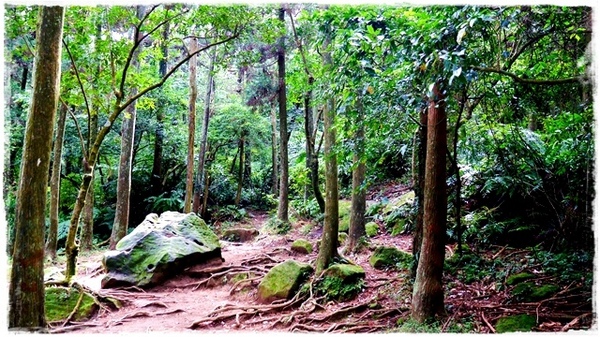 陽明山竹子湖黑森林:【台北◍•ᴗ•◍陽明山】景點・竹子湖黑森林祕境✯婚紗拍攝景點|連「奇皇后」河智苑也造訪的浪漫美景