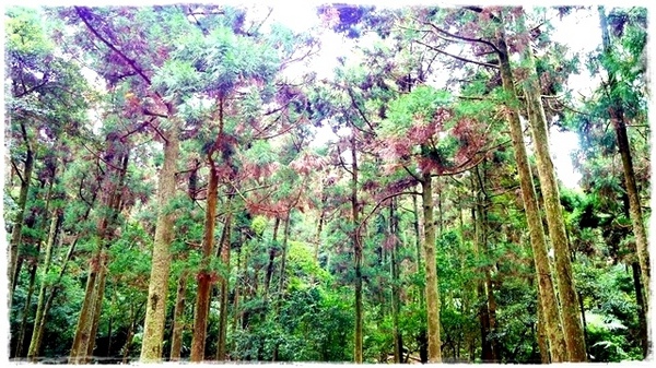 陽明山竹子湖黑森林:【台北◍•ᴗ•◍陽明山】景點・竹子湖黑森林祕境✯婚紗拍攝景點|連「奇皇后」河智苑也造訪的浪漫美景