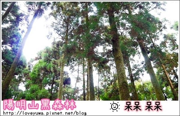 陽明山竹子湖黑森林:【台北◍•ᴗ•◍陽明山】景點・竹子湖黑森林祕境✯婚紗拍攝景點|連「奇皇后」河智苑也造訪的浪漫美景