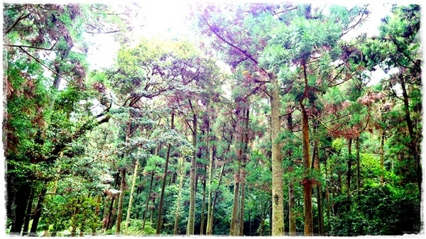 陽明山竹子湖黑森林:【台北◍•ᴗ•◍陽明山】景點・竹子湖黑森林祕境✯婚紗拍攝景點|連「奇皇后」河智苑也造訪的浪漫美景