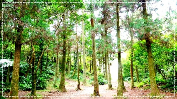 陽明山竹子湖黑森林:【台北◍•ᴗ•◍陽明山】景點・竹子湖黑森林祕境✯婚紗拍攝景點|連「奇皇后」河智苑也造訪的浪漫美景