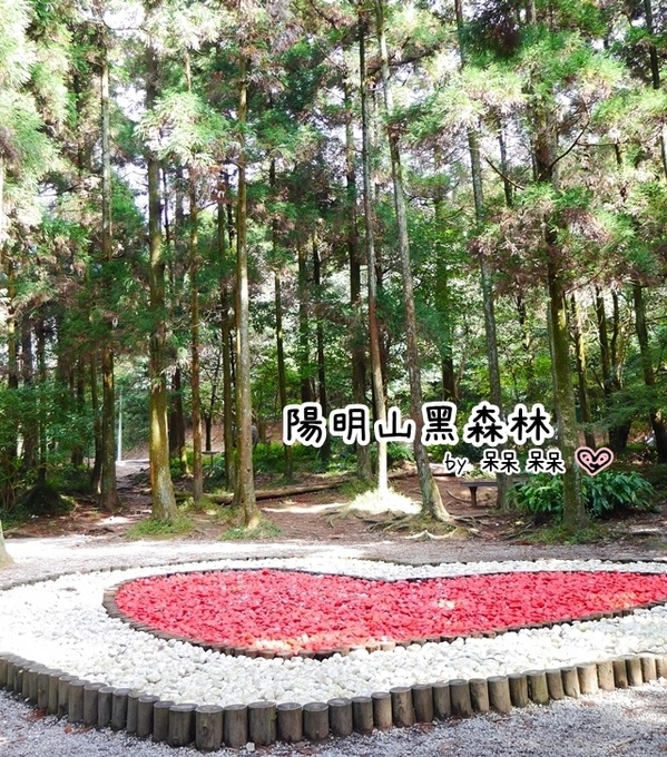 陽明山竹子湖黑森林:【台北◍•ᴗ•◍陽明山】景點・竹子湖黑森林祕境✯婚紗拍攝景點|連「奇皇后」河智苑也造訪的浪漫美景