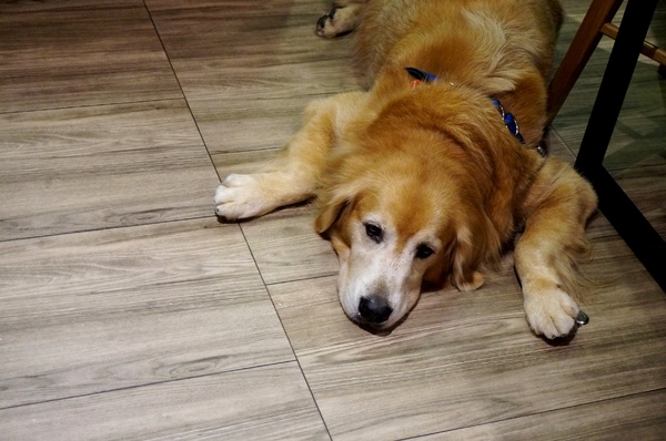 跑飯店the Paw Hotel  ( tutti cafe新生店)：【忠孝新生美式餐廳】跑飯店 Paw Hotel 毛小孩的遊樂園