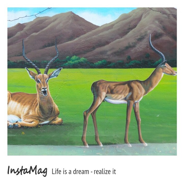 仁武後安動物彩繪村：【高雄景點】後安動物園~栩栩如生的彩繪巷