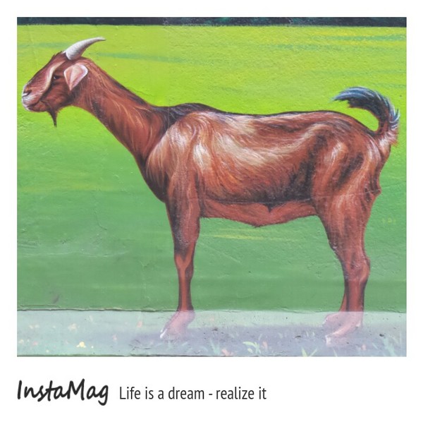 仁武後安動物彩繪村：【高雄景點】後安動物園~栩栩如生的彩繪巷