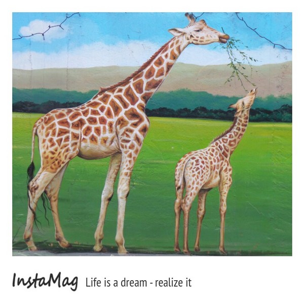 仁武後安動物彩繪村：【高雄景點】後安動物園~栩栩如生的彩繪巷