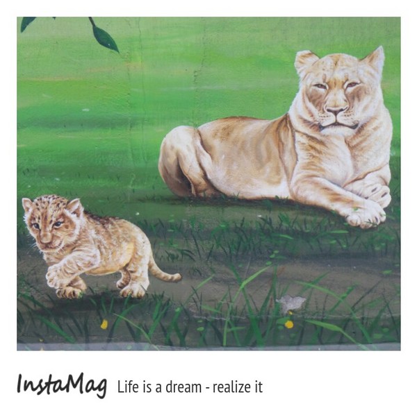 仁武後安動物彩繪村：【高雄景點】後安動物園~栩栩如生的彩繪巷