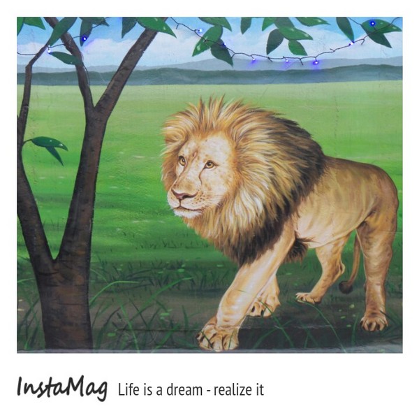 仁武後安動物彩繪村：【高雄景點】後安動物園~栩栩如生的彩繪巷