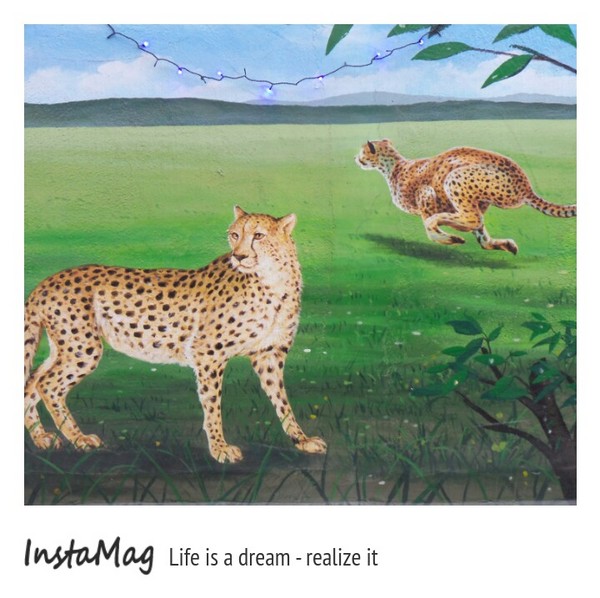 仁武後安動物彩繪村：【高雄景點】後安動物園~栩栩如生的彩繪巷