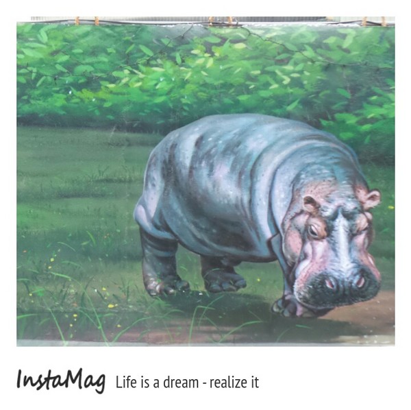 仁武後安動物彩繪村：【高雄景點】後安動物園~栩栩如生的彩繪巷