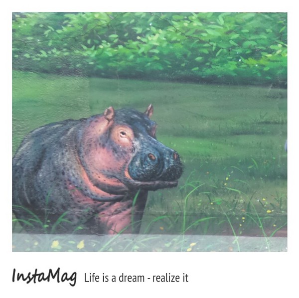 仁武後安動物彩繪村：【高雄景點】後安動物園~栩栩如生的彩繪巷