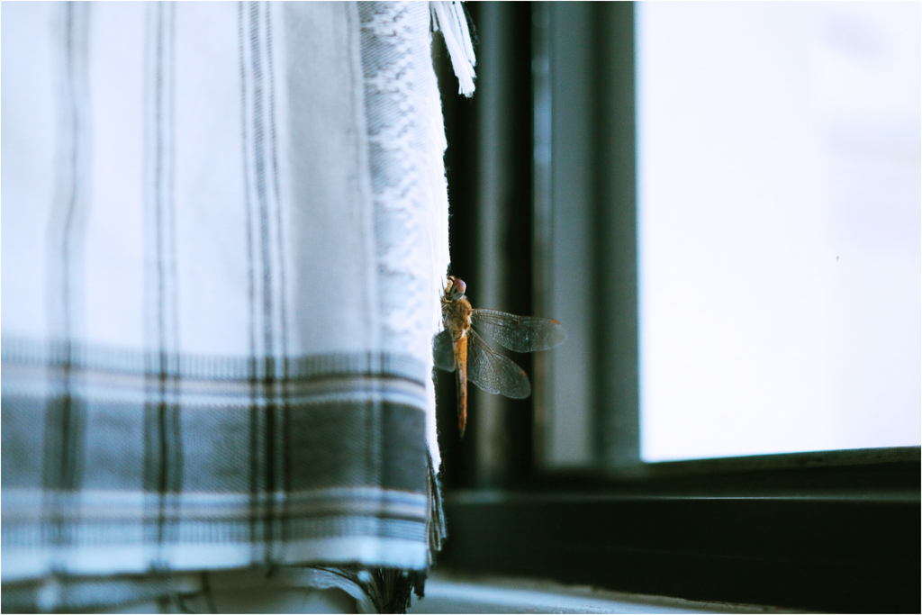 蜻蜓全身.jpg
