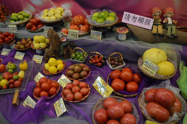 金勇番茄農場34