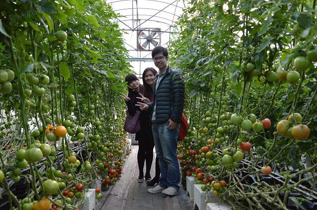 金勇番茄農場04
