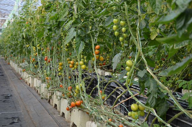 金勇番茄農場02