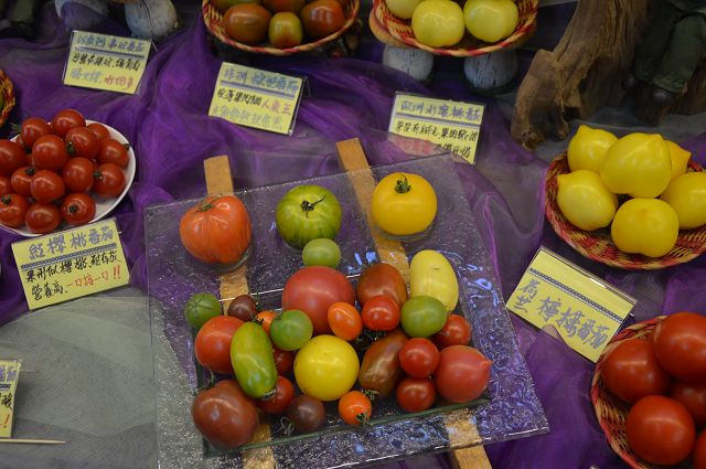 金勇番茄農場33