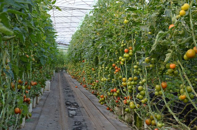 金勇番茄農場19