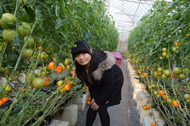金勇番茄農場20