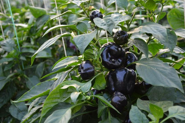 金勇番茄農場29