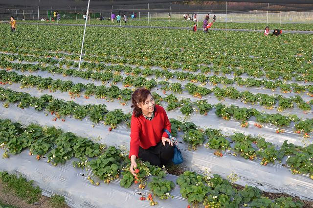 金勇番茄農場11