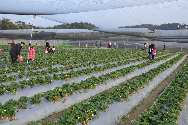 金勇番茄農場10
