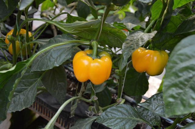 金勇番茄農場28