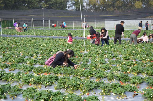 金勇番茄農場12