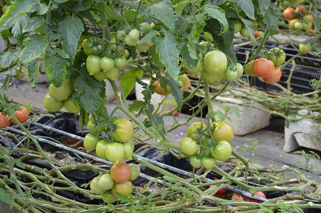 金勇番茄農場08