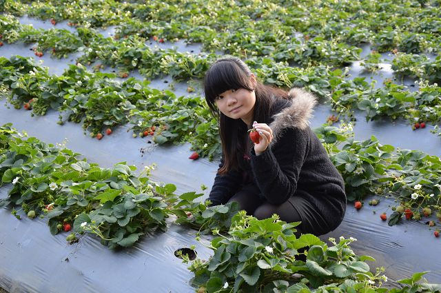 金勇番茄農場17