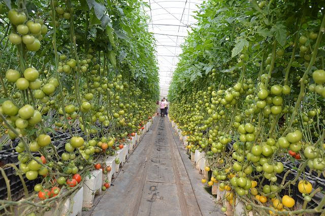 金勇番茄農場07