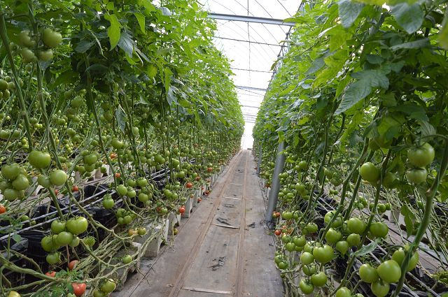 金勇番茄農場03