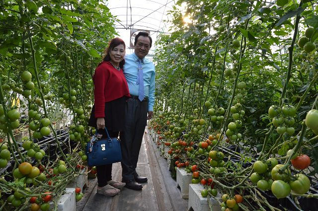 金勇番茄農場05