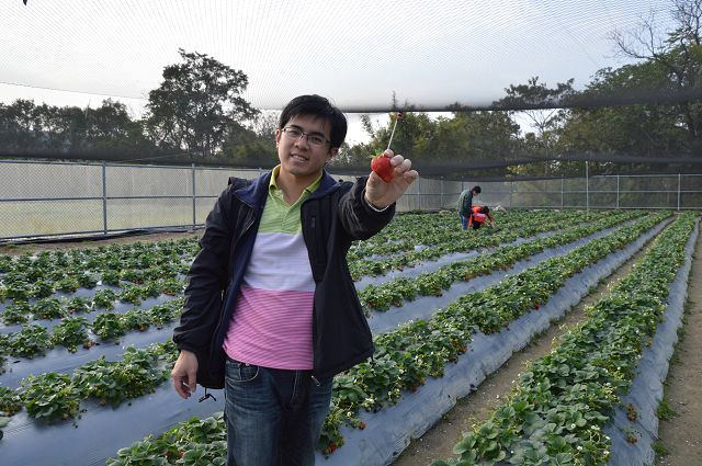 金勇番茄農場14