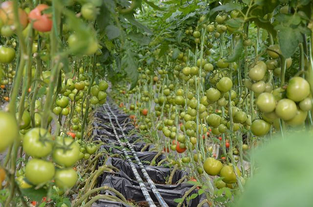 金勇番茄農場06