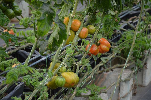 金勇番茄農場26