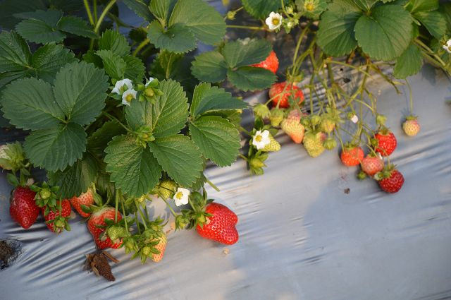 金勇番茄農場18