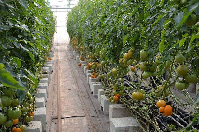 金勇番茄農場09