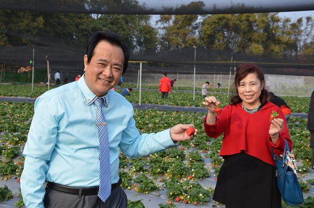 金勇番茄農場13