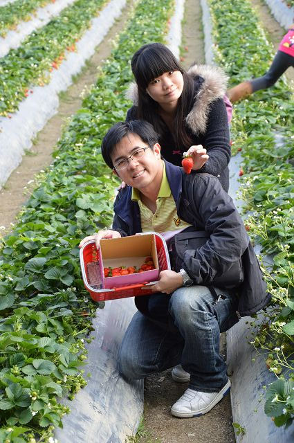 金勇番茄農場15